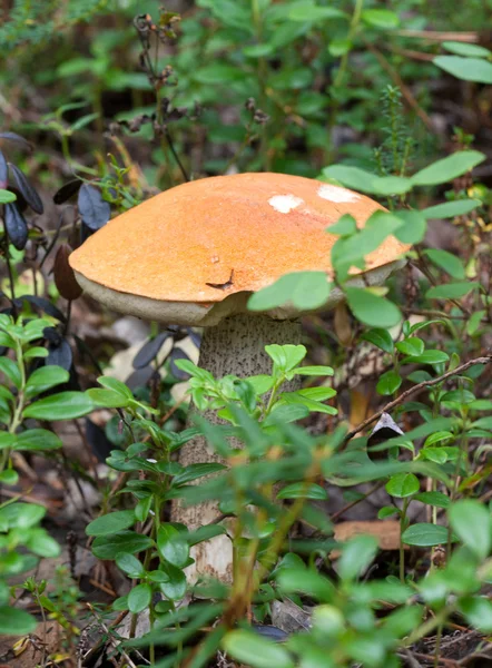 Funghi selvatici — Foto Stock