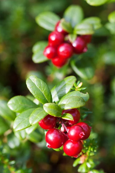 Floresta cranberries Bush de bagas maduras. algumas bagas vermelhas — Fotografia de Stock