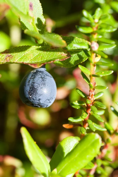 Whortleberry rijpen in een bos — Stockfoto