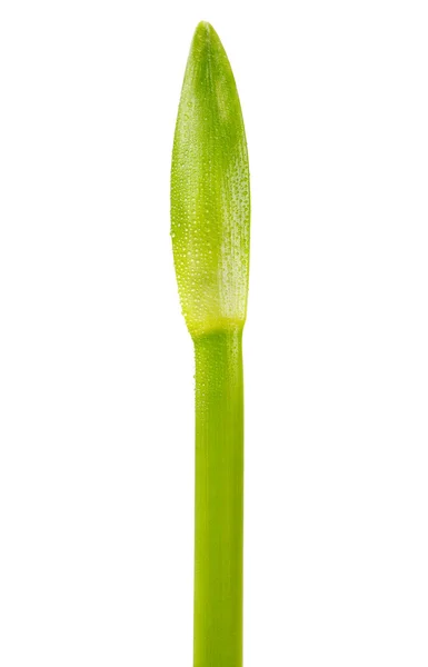 Green stem unopened flower — Stock Photo, Image