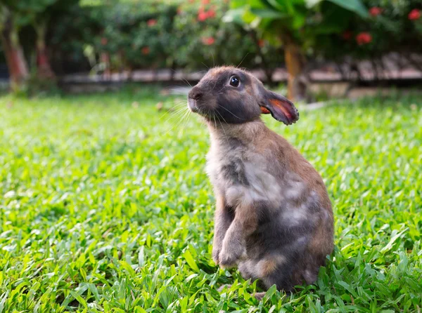 Lilla kanin i trädgården gräset — Stockfoto