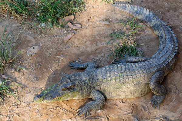 Crescido em um crocodilo deitado na areia na Tailândia — Fotografia de Stock