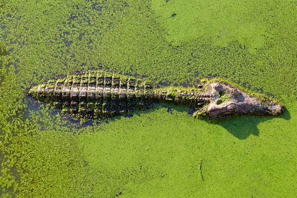 Νεαρού αλιγάτορα στην Ταϊλάνδη υδροβιότοπος λίμνης με duckweed και αντίγραφο — Φωτογραφία Αρχείου