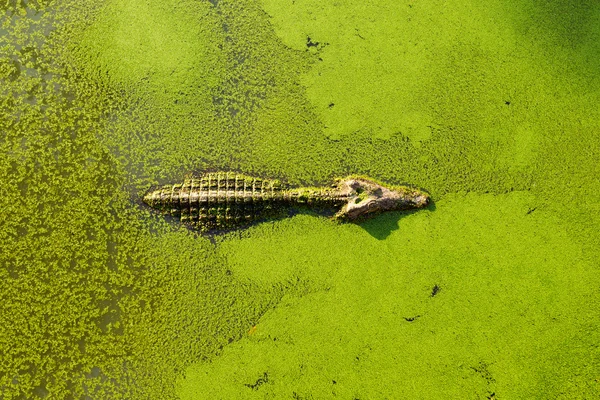 短吻鳄在湿地池塘长满浮萍和游泳 — 图库照片