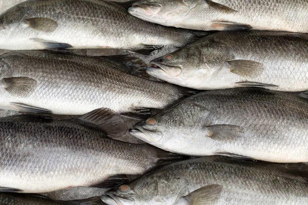 Färsk fisk på is på marknaden — Stockfoto