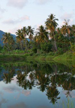 reflejo de los árboles de Palma del río