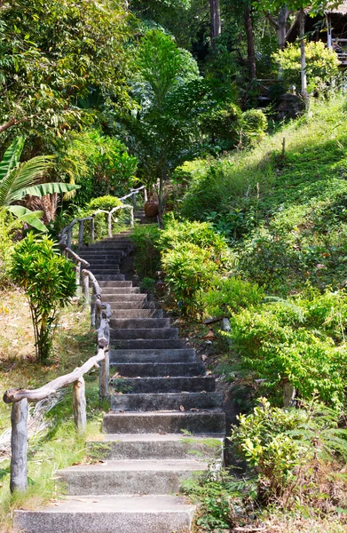 Treppe zum Dschungel — Stockfoto