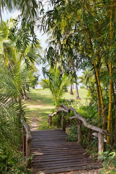 Houten brug in de jungle — Stockfoto