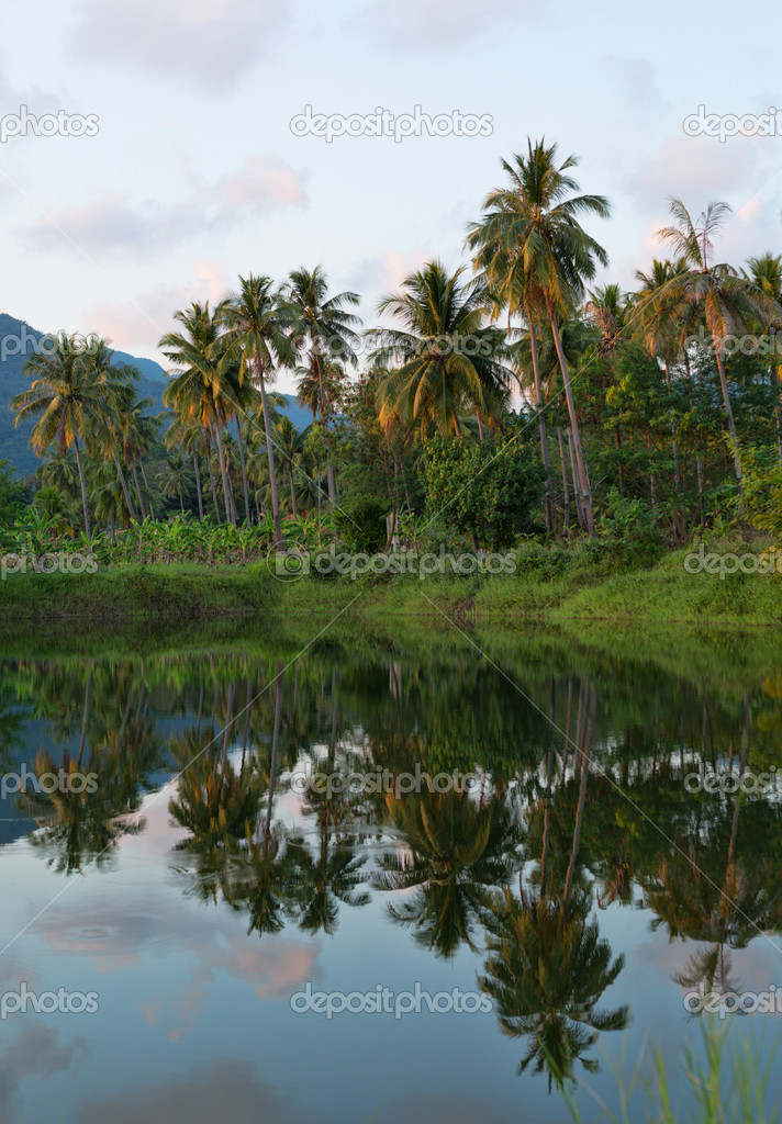 reflection of palm trees on the river