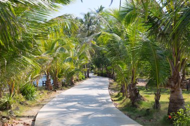 road through the palm trees clipart