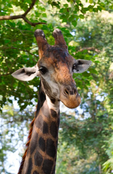 Primo piano della faccia giraffa — Foto Stock
