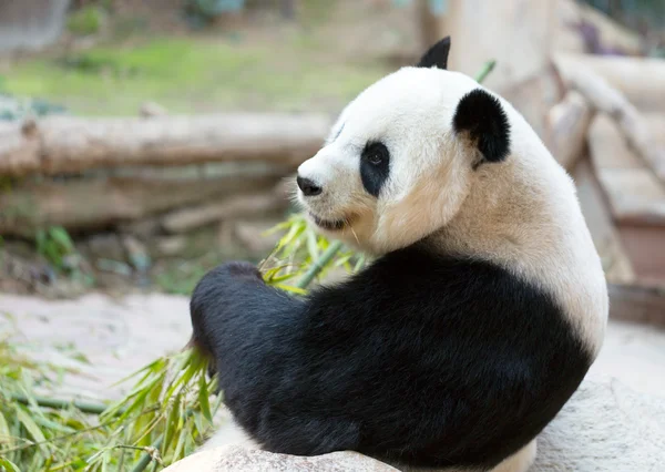 Panda bear portret — Stockfoto