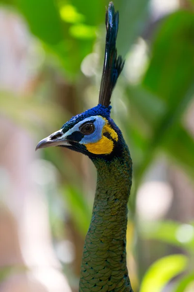 Peacock head on a grass background — Stock Photo, Image