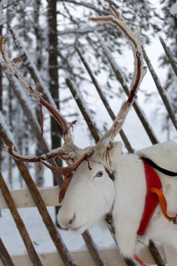 kuzeyinde Finlandiya dan geyik