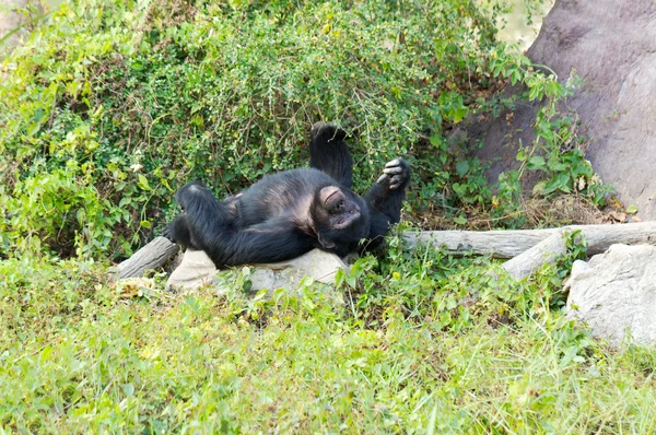 Chimpanzés mâles — Photo