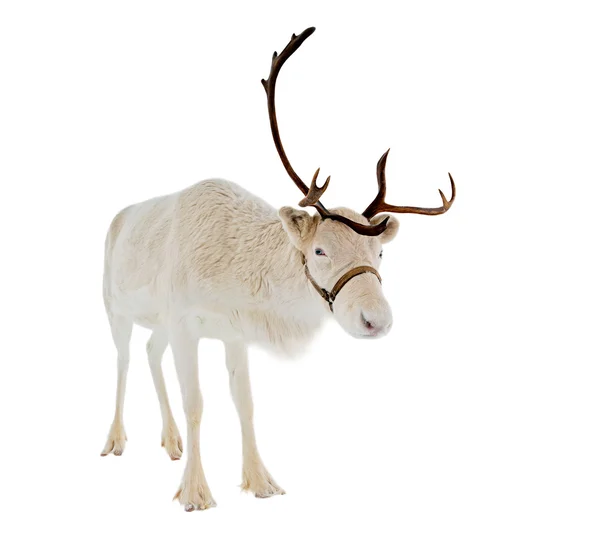 Reindeer in front of a white background — Stock Photo, Image