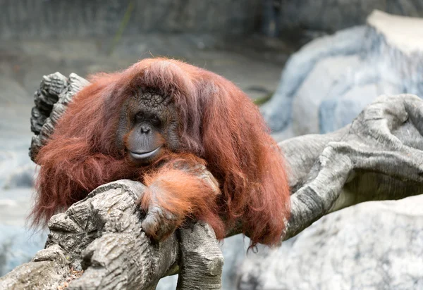 動物園でオランウータン — ストック写真