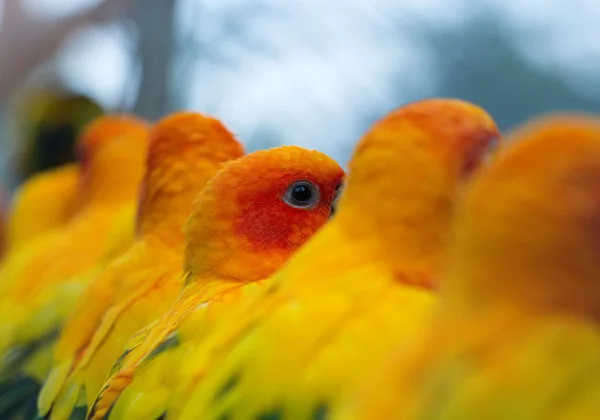 Parrot in a zoo — Stock Photo, Image