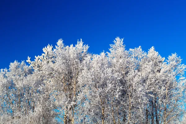 Trees in hoarfrost — Stock Photo, Image