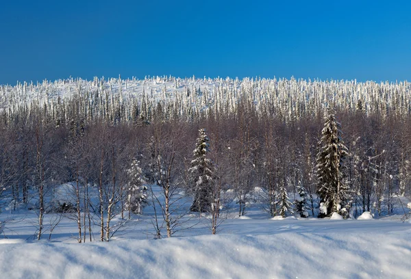 Vinterlandskap — Stockfoto