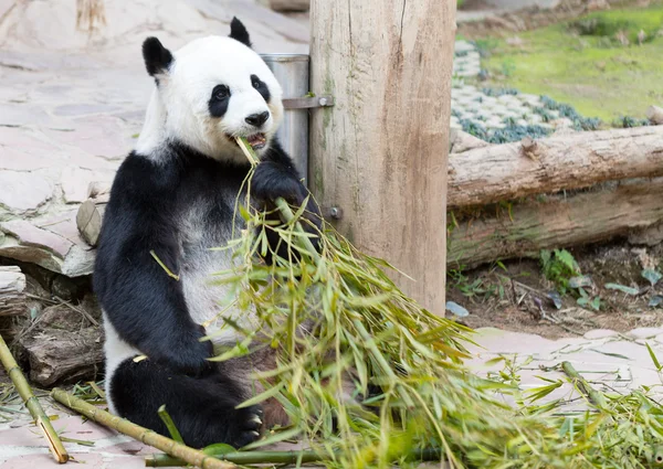 在动物园里的年轻熊猫 — 图库照片