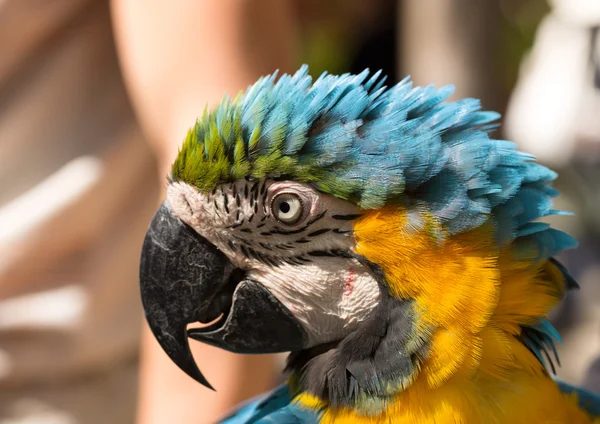 Parrot in a profile — Stock Photo, Image