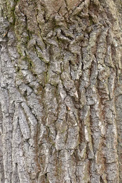 Bark of Pine Tree — Stock Photo, Image