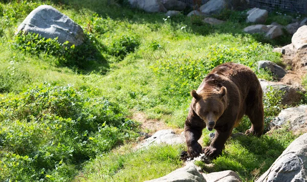 Bruine beer is die zich voordeed op de rots. — Stockfoto