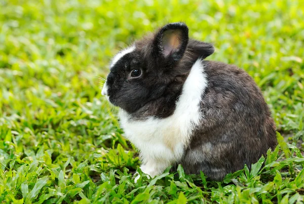 Conejo conejo se sienta en silencio en el césped . —  Fotos de Stock