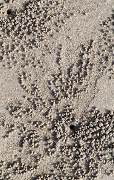 Pequeno caranguejo na areia na praia — Fotografia de Stock