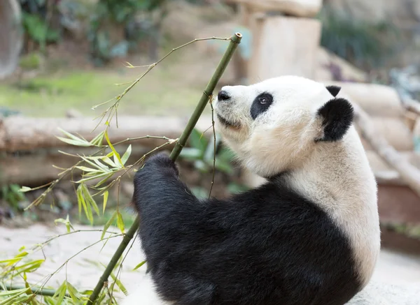 可爱大熊猫吃竹子 — 图库照片