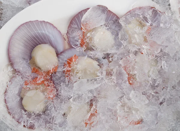 Open scallops on ice — Stock Photo, Image