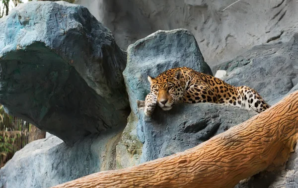 Μια leopard amur παίρνει κάποιο υπόλοιπο πάνω σε βράχο — Φωτογραφία Αρχείου