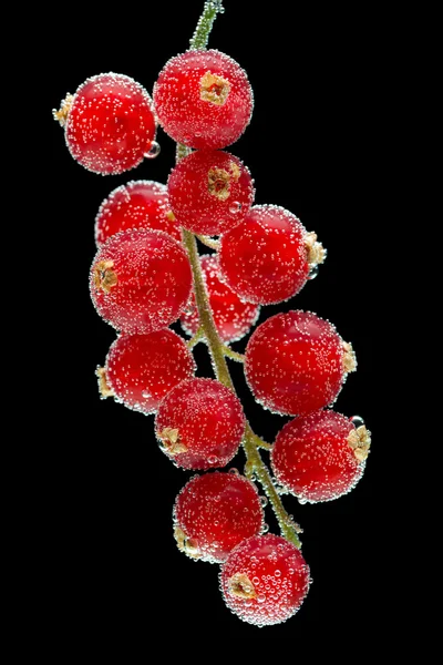 Red currants on a black background — Stock Photo, Image