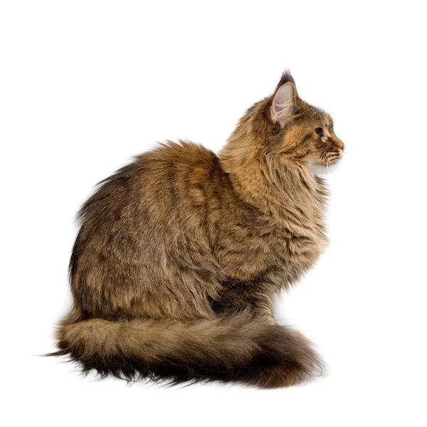 Raça de gato Maine Coon. Retrato em perfil — Fotografia de Stock