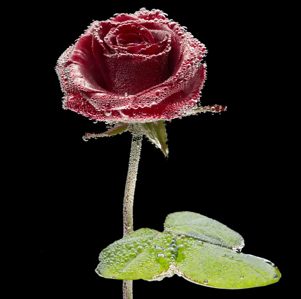 Роза в воде с пузырьками — стоковое фото