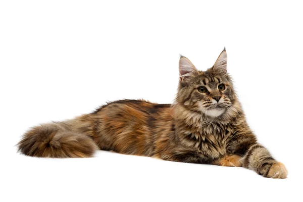 Cat breed Maine Coon is imperiously — Stock Photo, Image