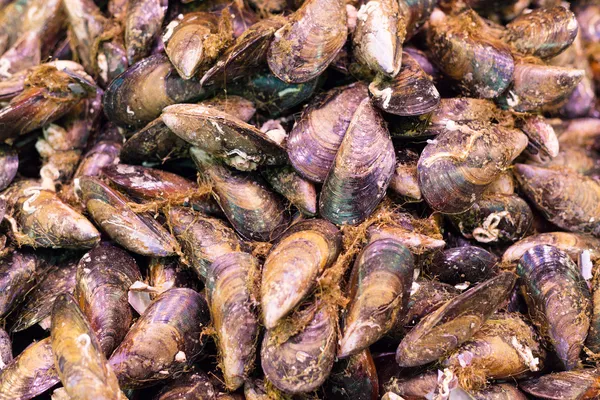 Seashells SEAFOOD — Stock Photo, Image