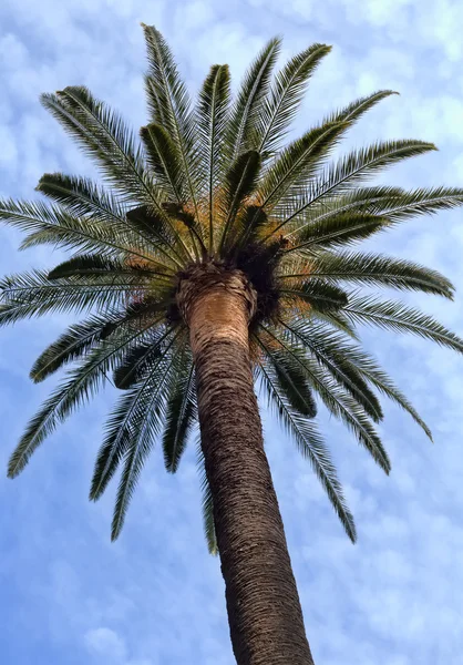 Palm against the blue sky — Stock Photo, Image