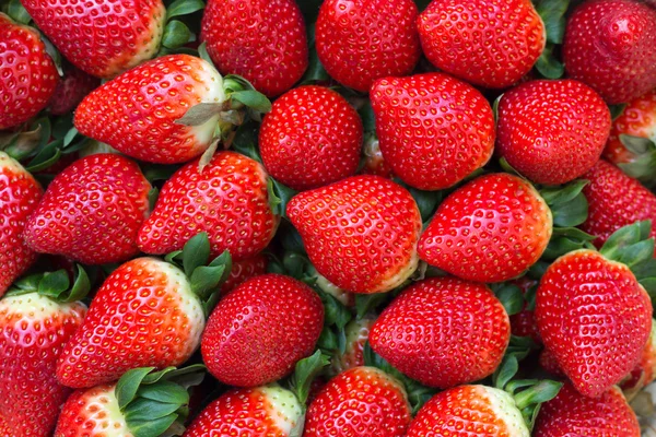 Fresas orgánicas frescas — Foto de Stock
