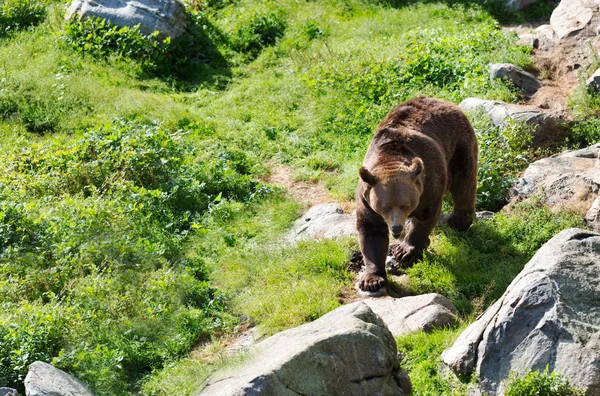 Bruine beer is die zich voordeed op de rots — Stockfoto