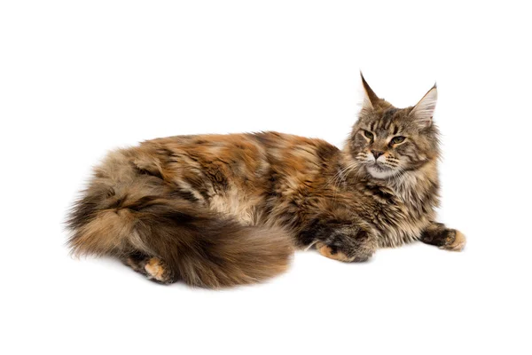 Maine Coon. —  Fotos de Stock