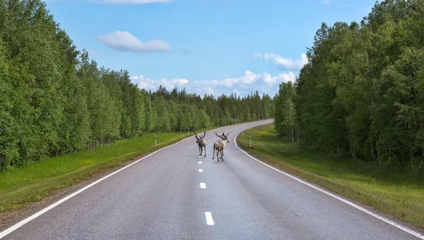 Two deer run on the road — Stock Photo, Image