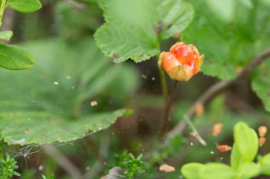 CloudBerry berry ormanda