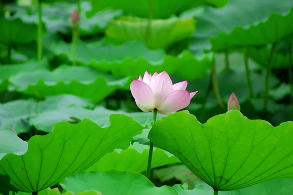 Lotus — Stok fotoğraf