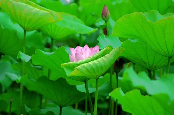 Lotusväxter — Stockfoto