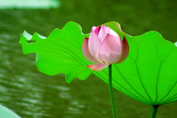 Lotusväxter — Stockfoto