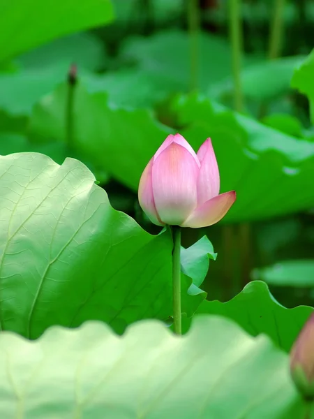 Lotus