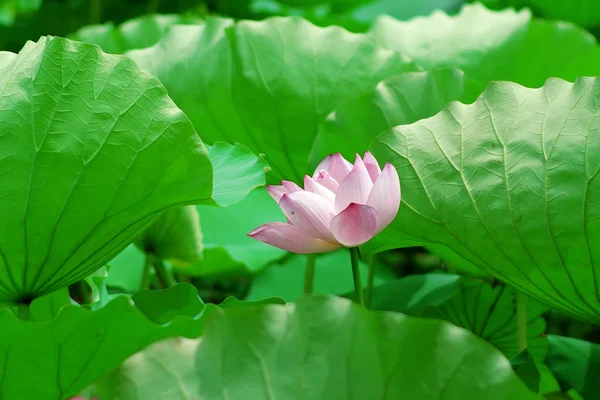 Lotus — Photo