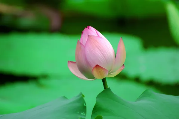 Lotus — Stok fotoğraf